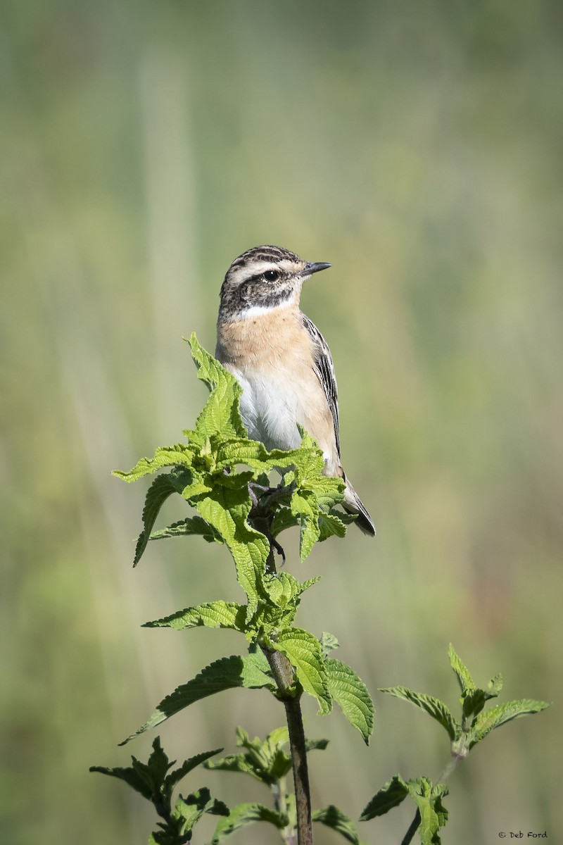 Whinchat - ML146203131