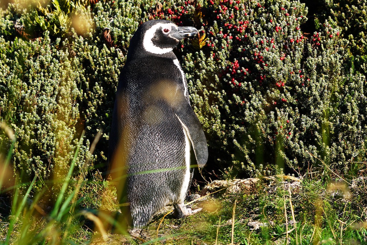 Magellanic Penguin - Erich Hetzel