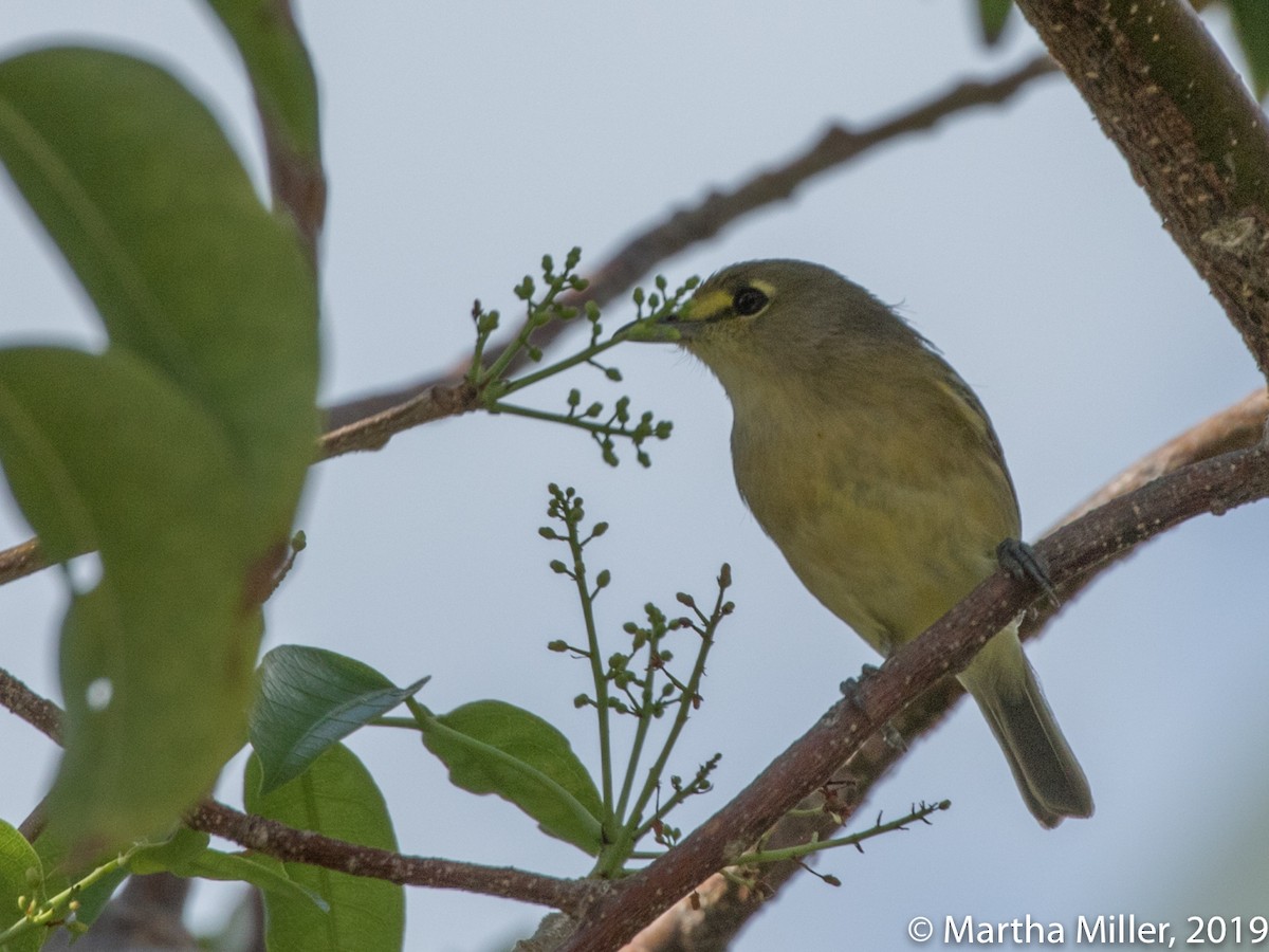 Thick-billed Vireo - ML146205191