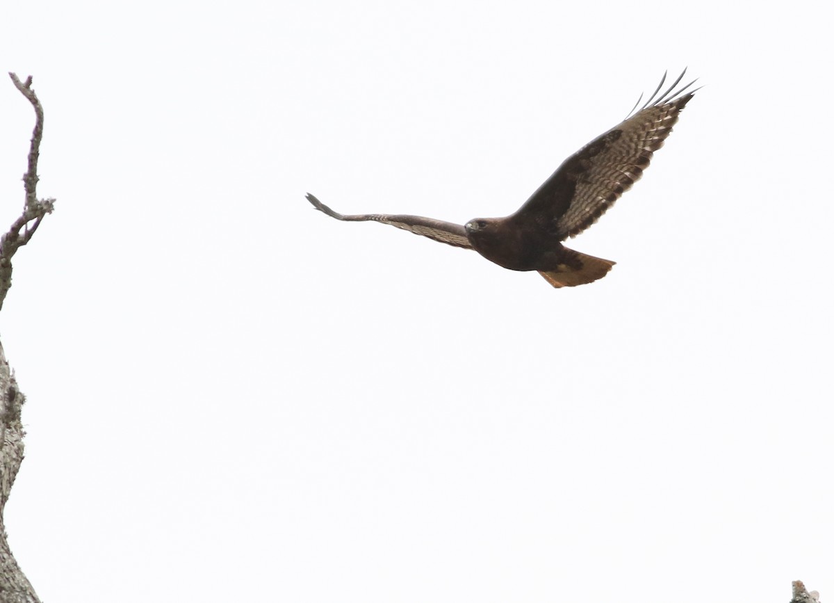 Red-tailed Hawk (calurus/abieticola) - ML146205941