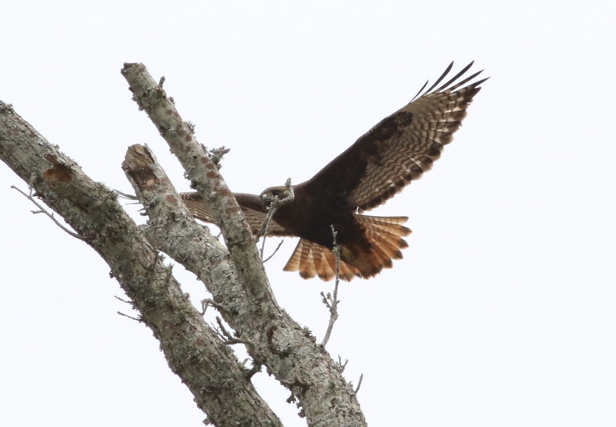 Red-tailed Hawk (calurus/abieticola) - Cameron Rutt