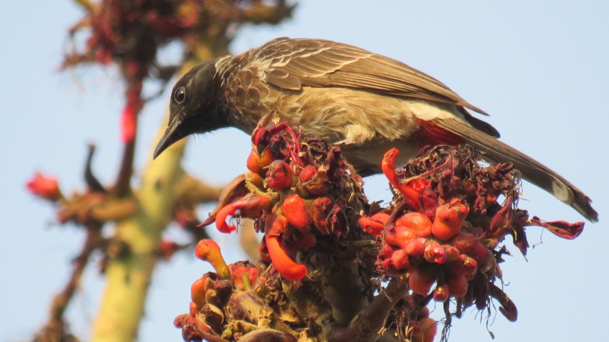 Red-vented Bulbul - ML146207711