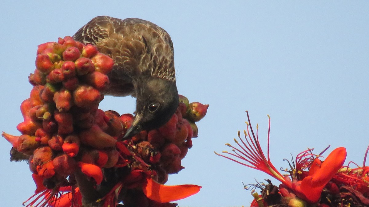 Red-vented Bulbul - ML146207741