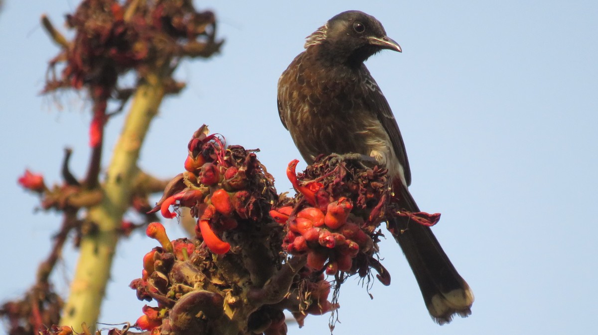 Red-vented Bulbul - ML146207751