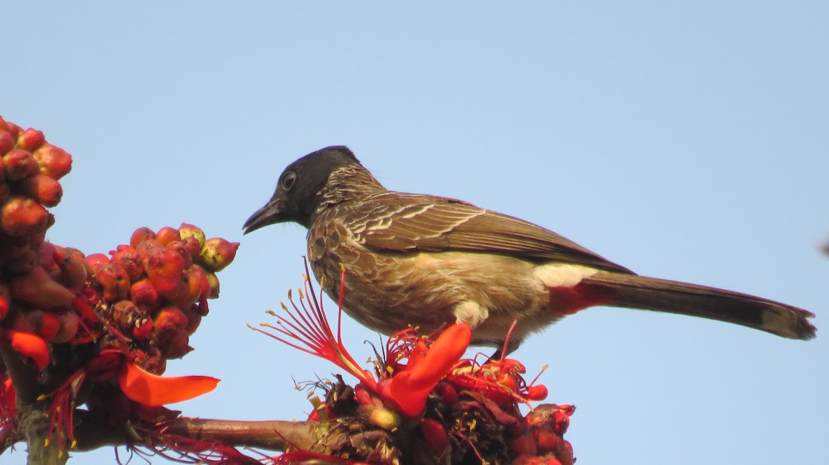 Red-vented Bulbul - ML146207761