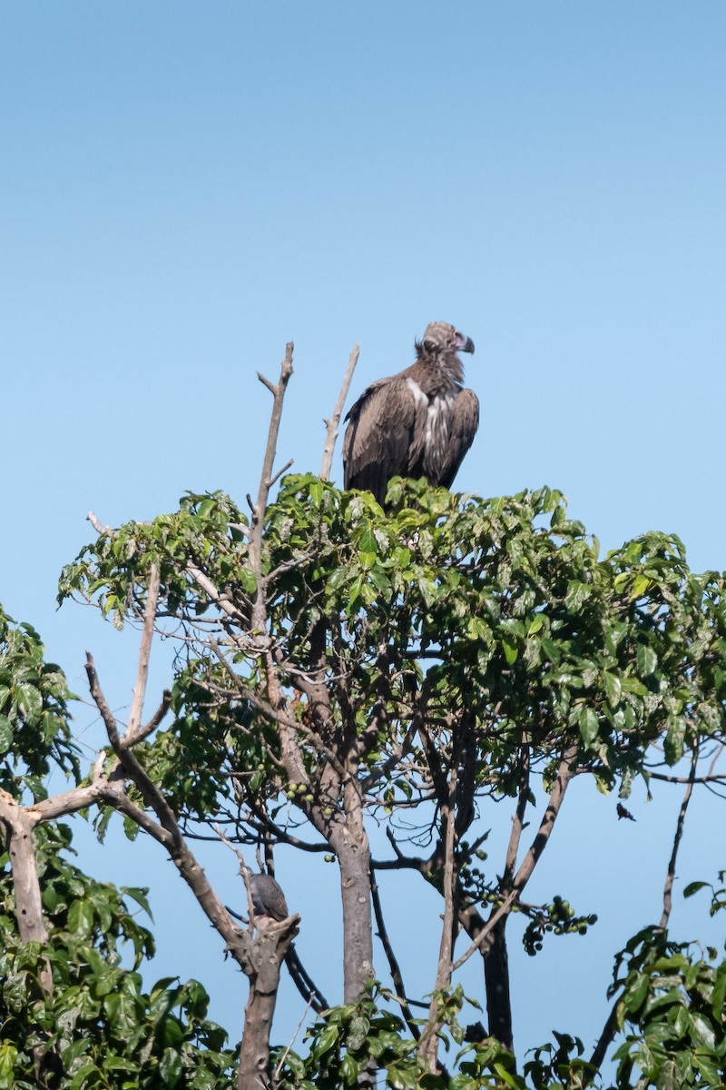 Lappet-faced Vulture - ML146208141