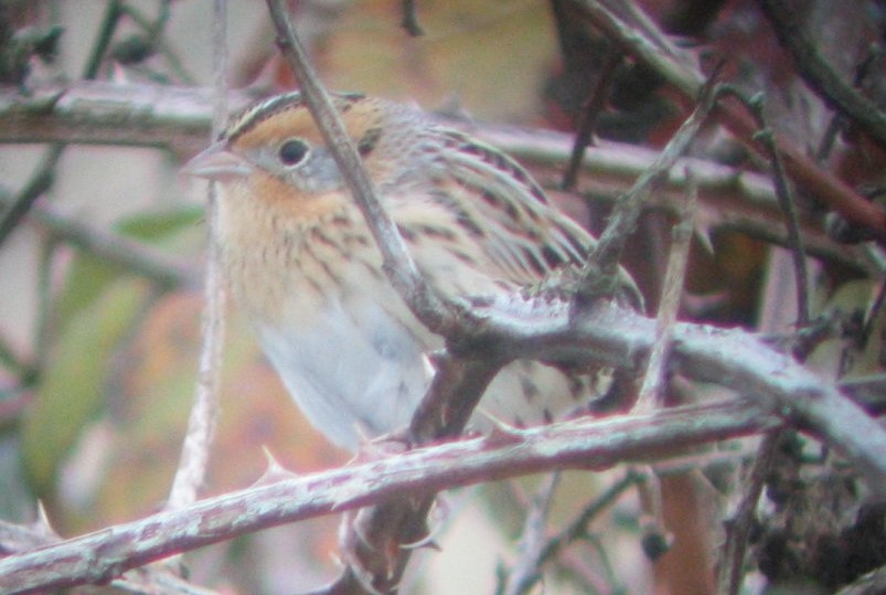 LeConte's Sparrow - Kerry Ross