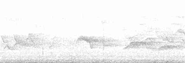 Cerulean Warbler - ML146212961