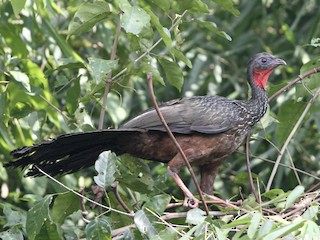  - Spix's Guan (Spix's)