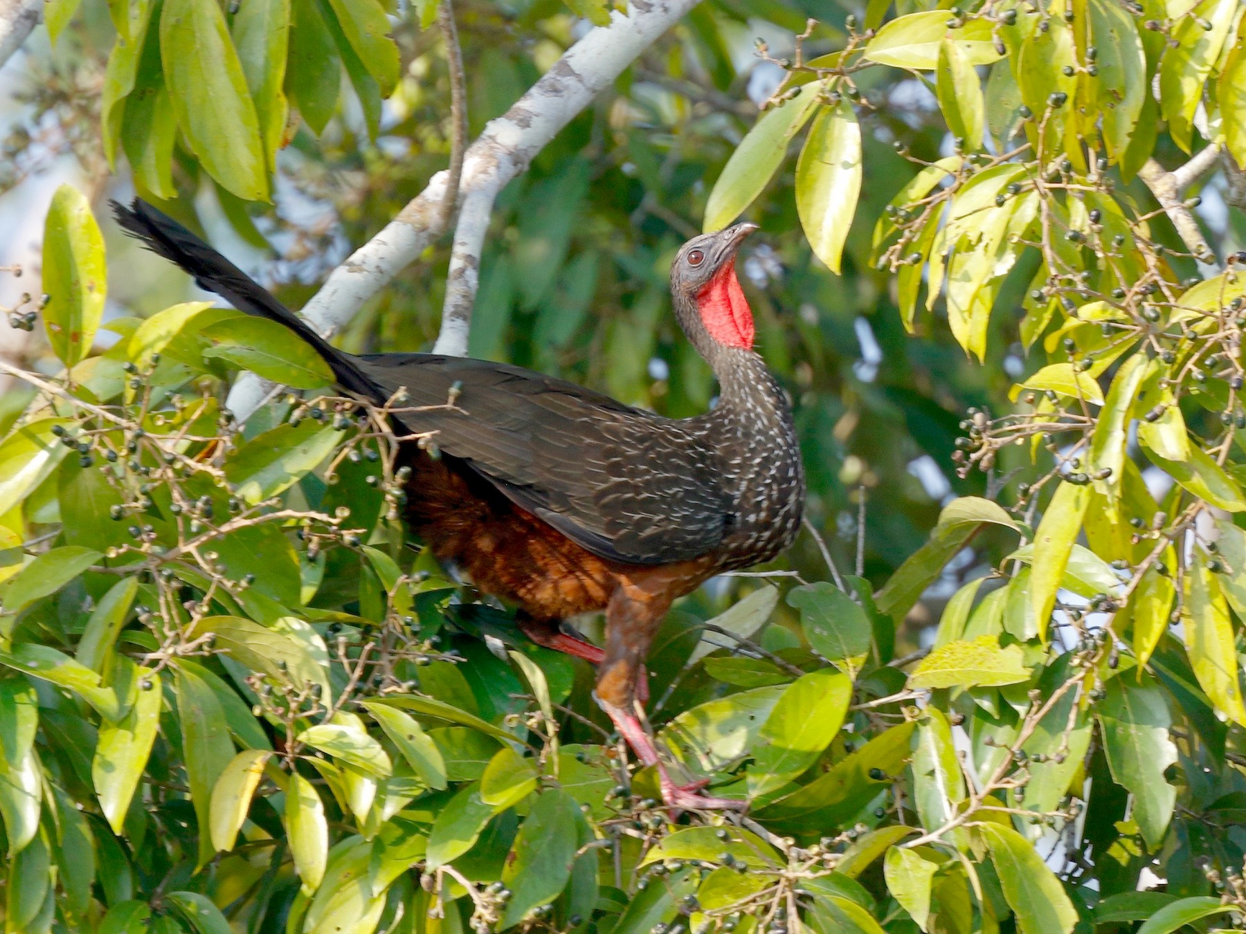 Spix's Guan - Timo Mitzen