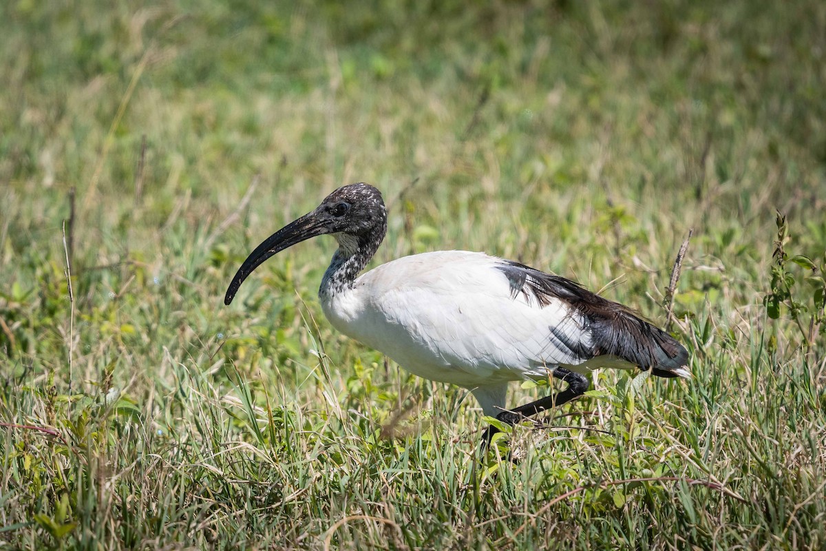 African Sacred Ibis - Deb Ford
