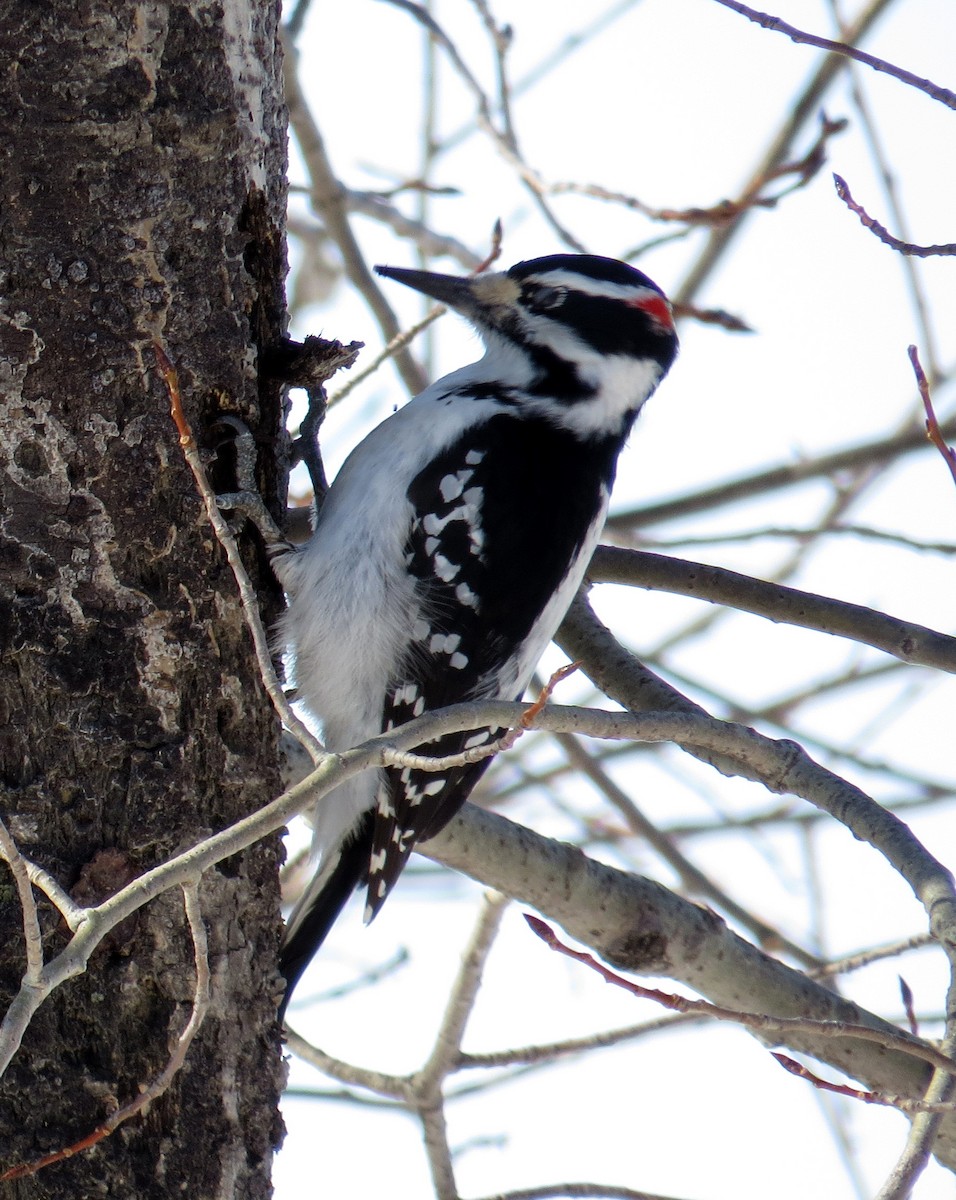 Hairy Woodpecker - Pam Campbell