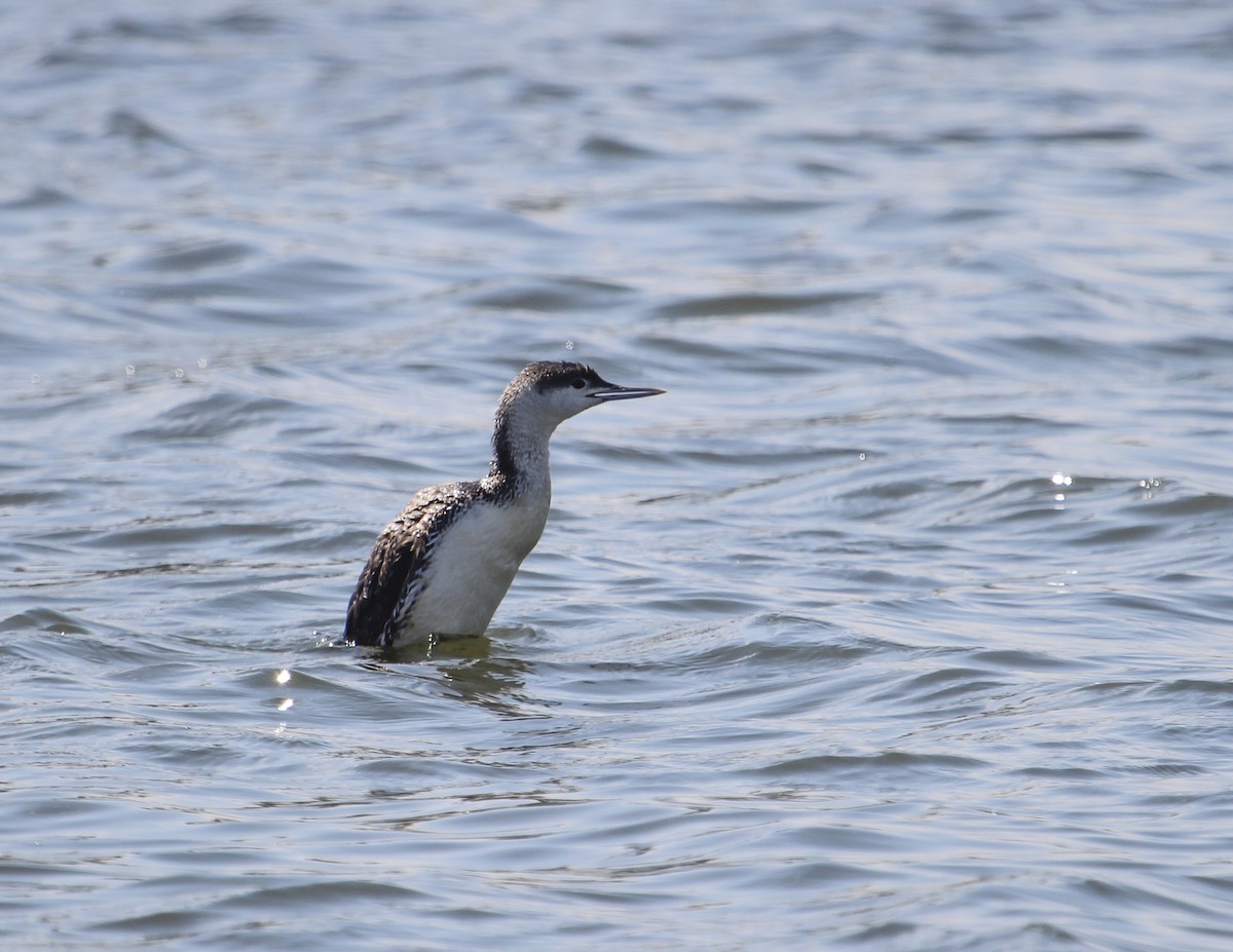 Red-throated Loon - ML146226481