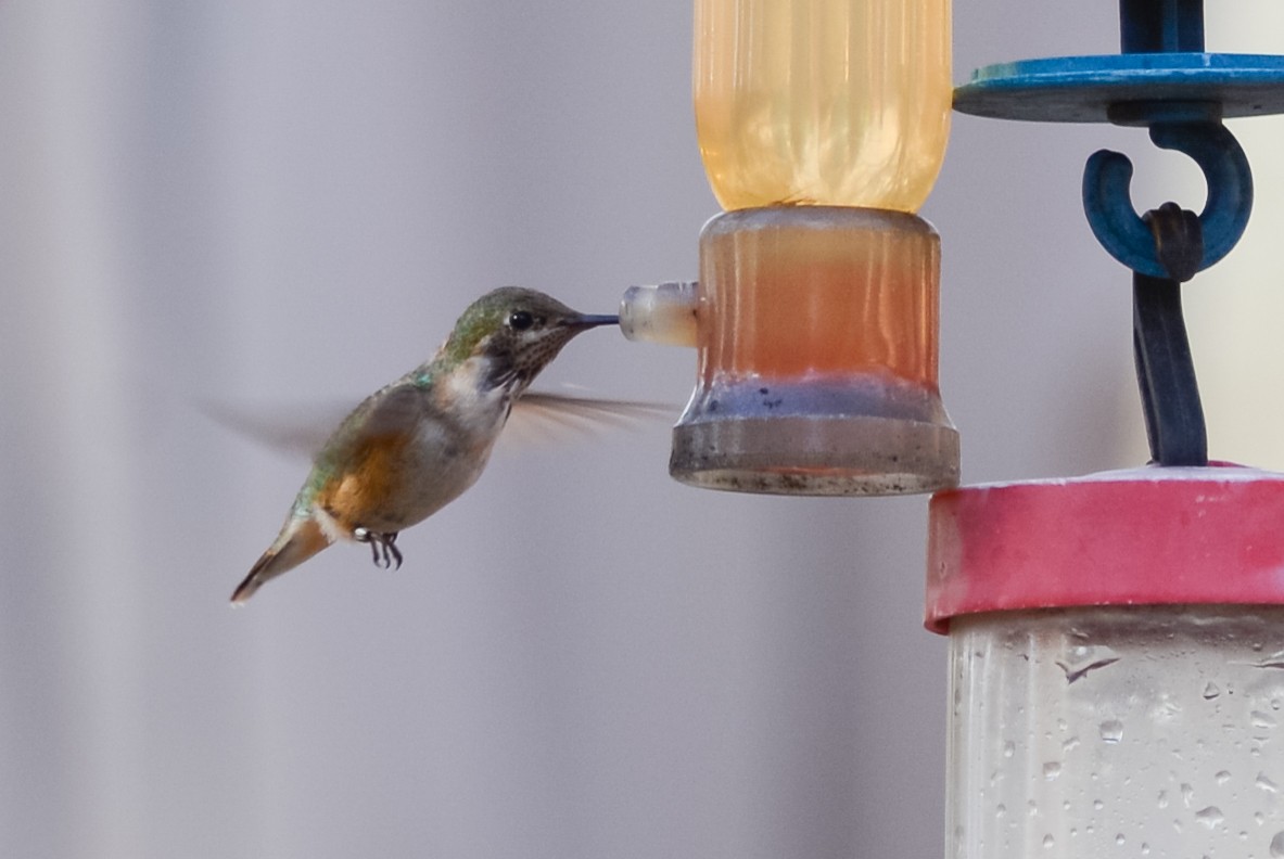 Calliope Hummingbird - Daniel Irons
