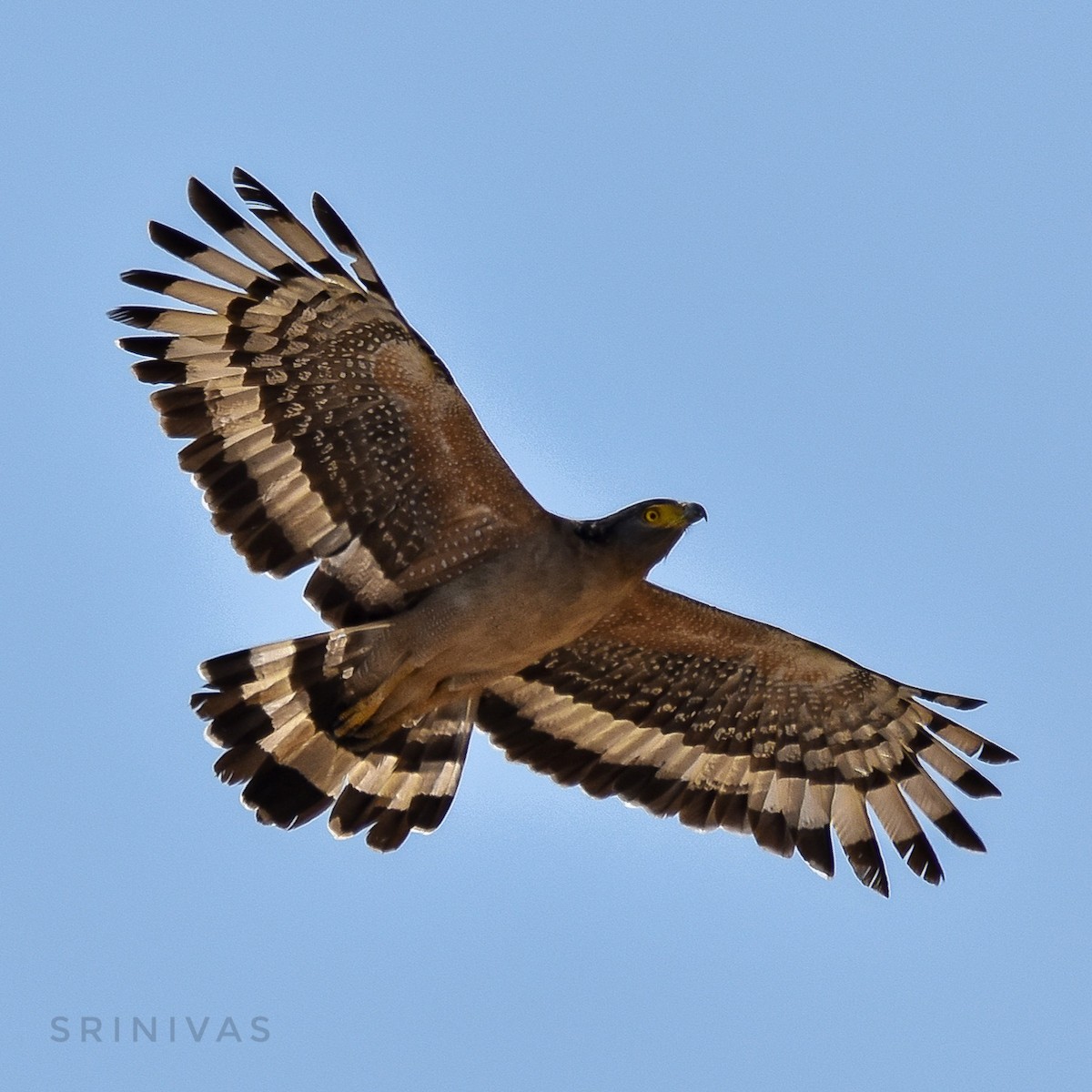 Crested Serpent-Eagle - ML146226781