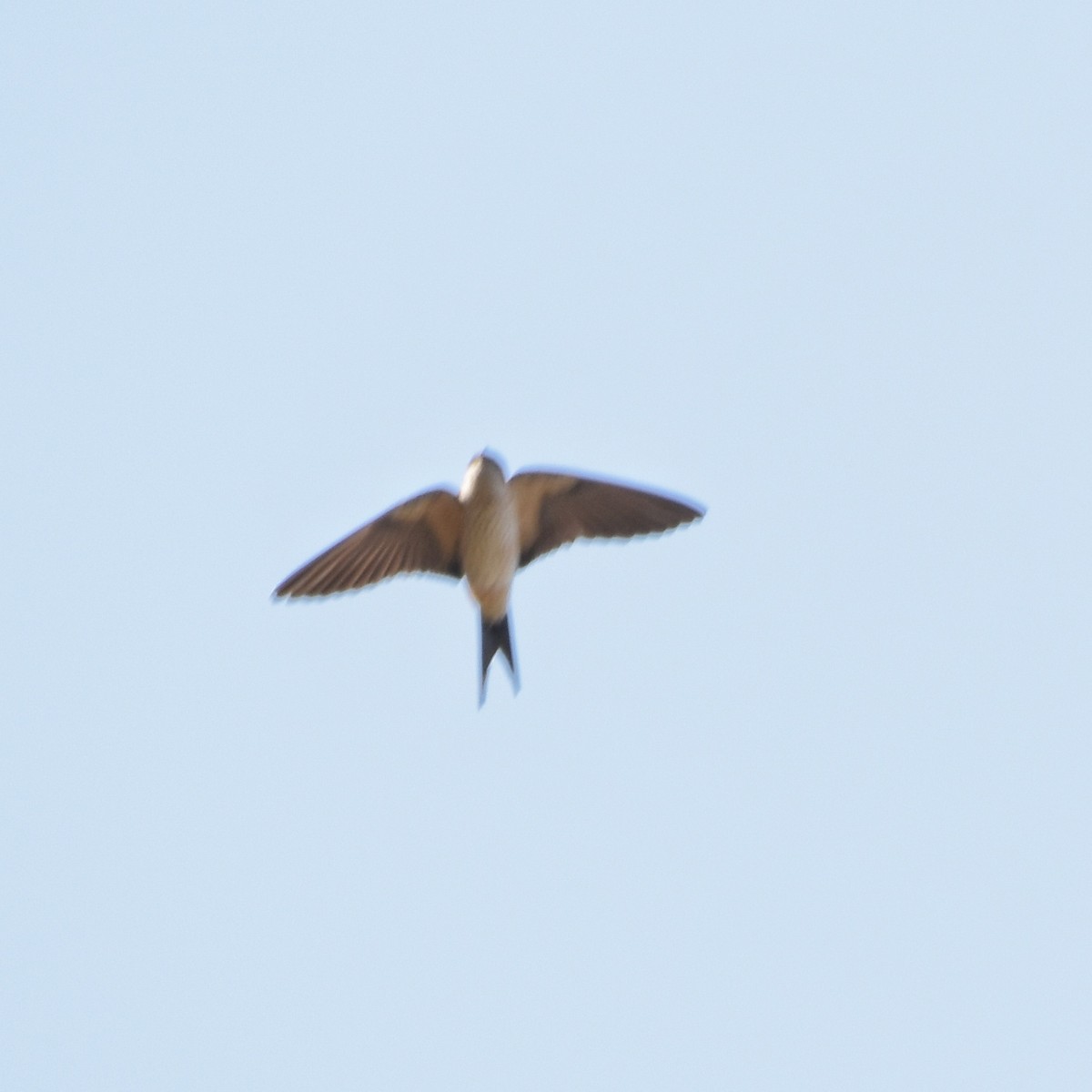 Red-rumped Swallow - ML146226981