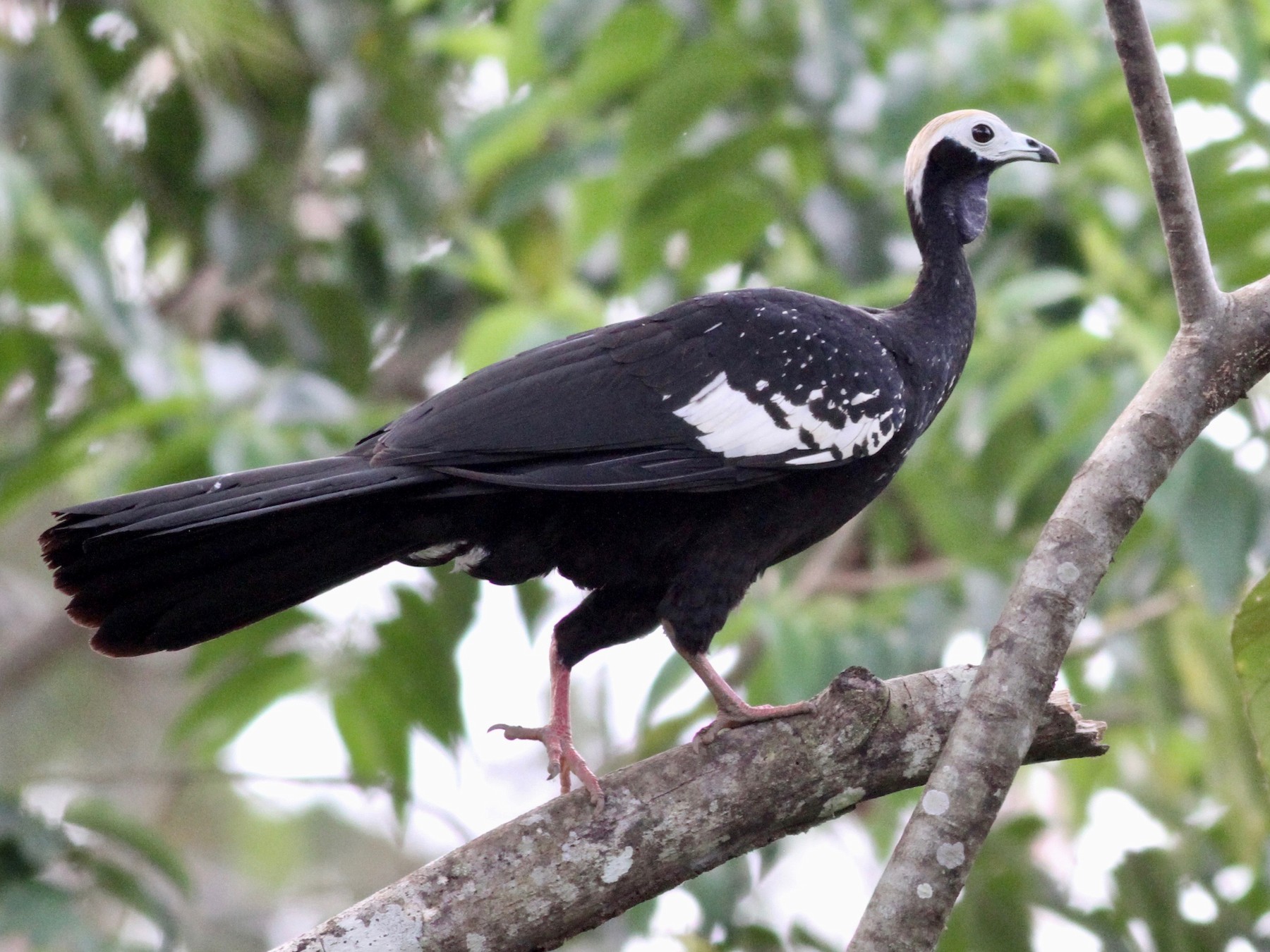 Blue-throated/White-throated Piping-Guan - Alex Wiebe