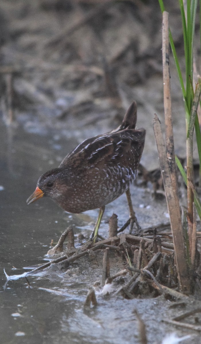 Spotted Crake - ML146228931