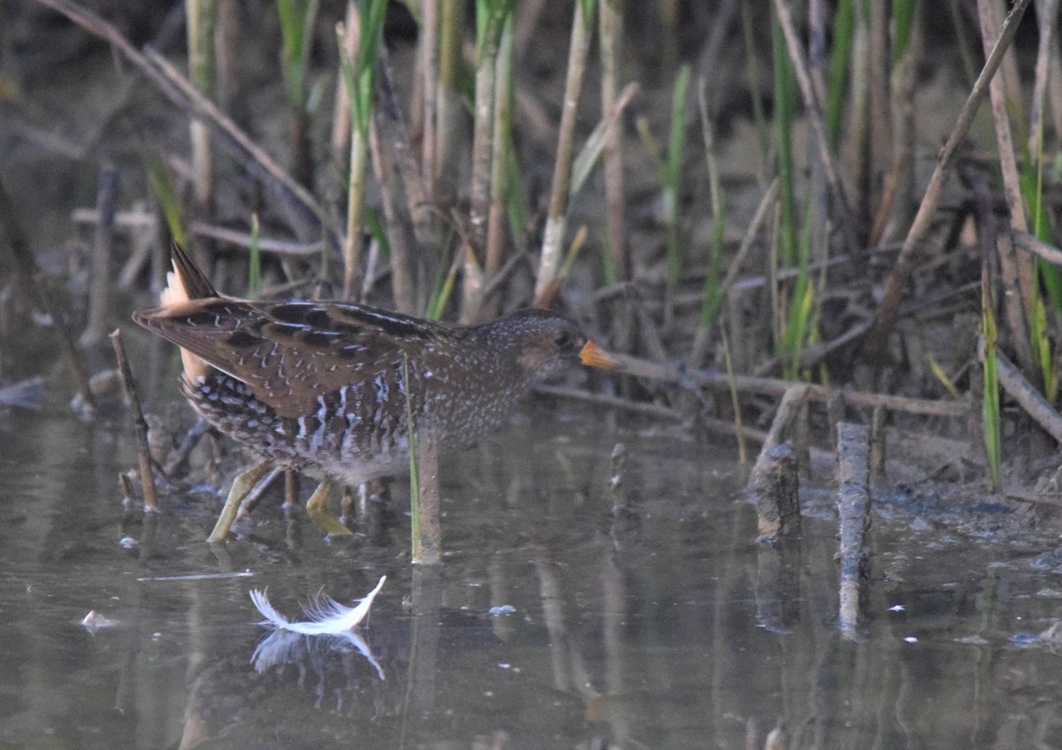 Spotted Crake - ML146229051