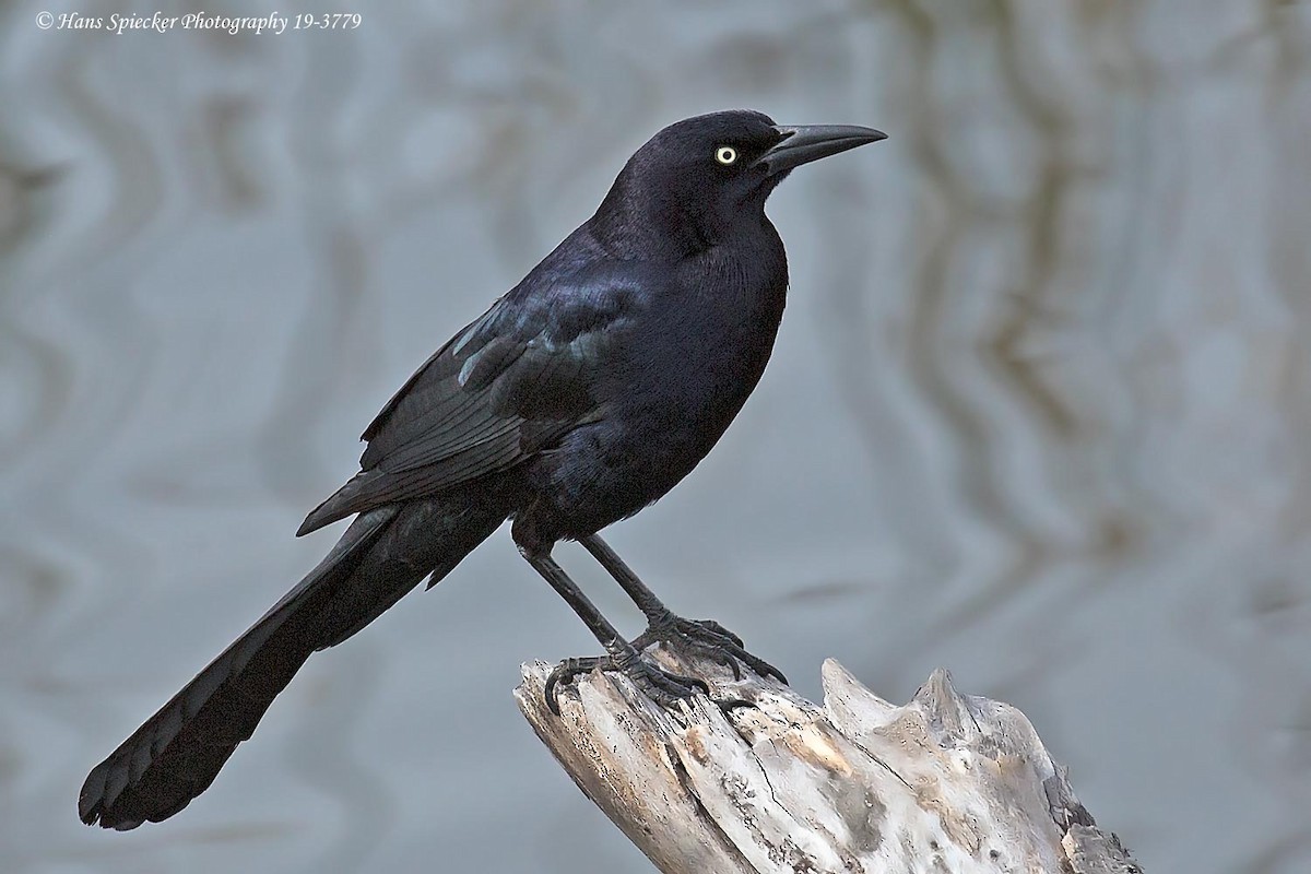 Great-tailed Grackle - Hans Spiecker