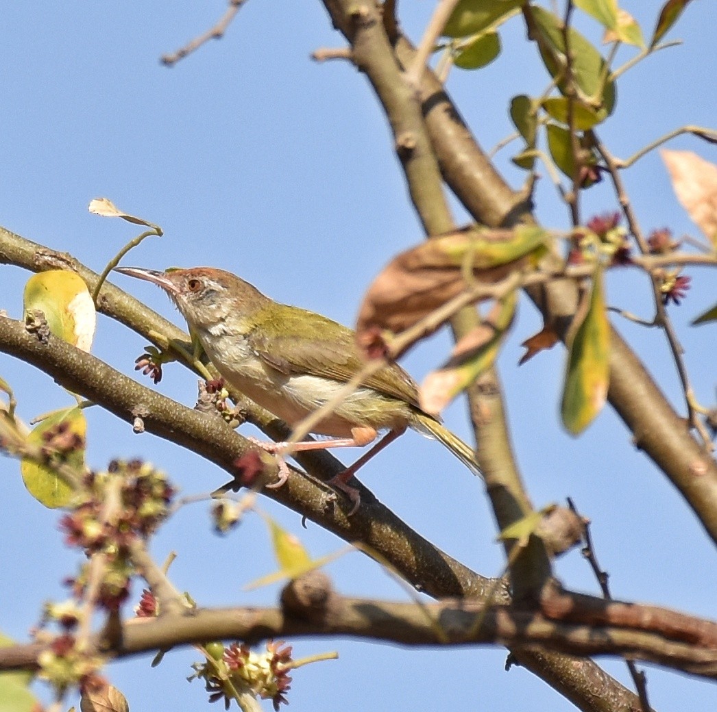 Common Tailorbird - Srinivas Mallela
