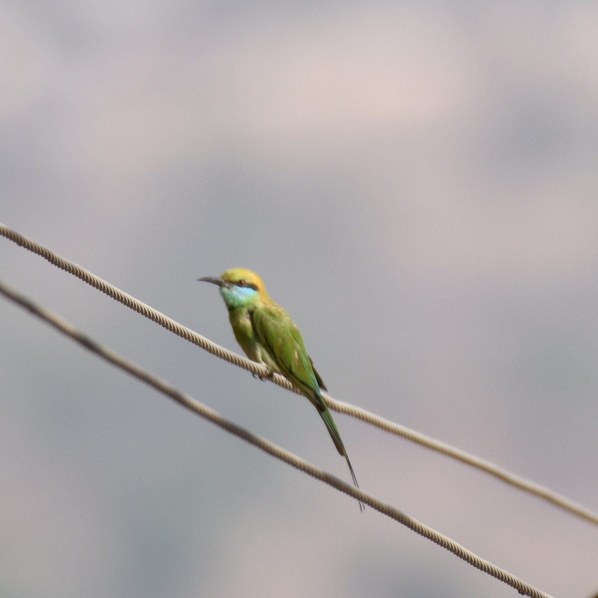 Blue-tailed Bee-eater - ML146229711