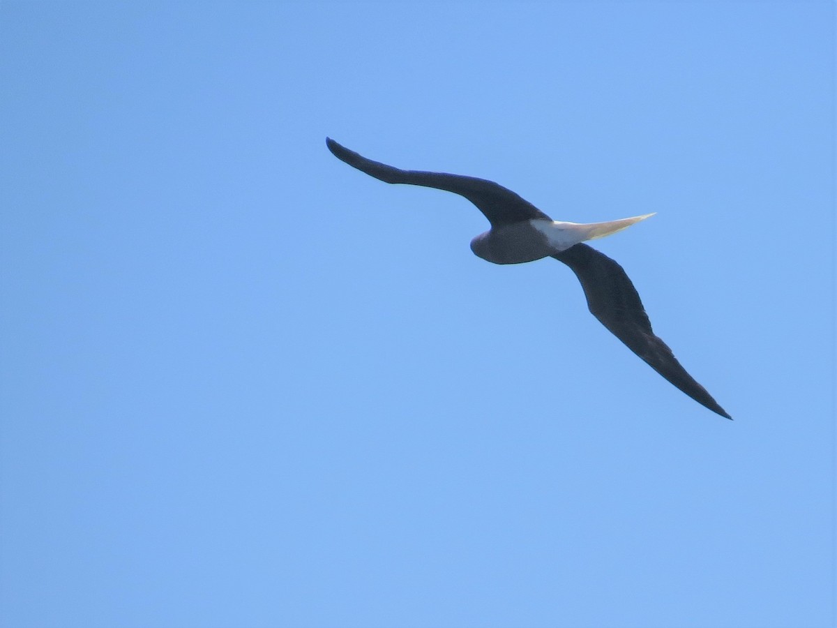 Red-footed Booby - ML146229831