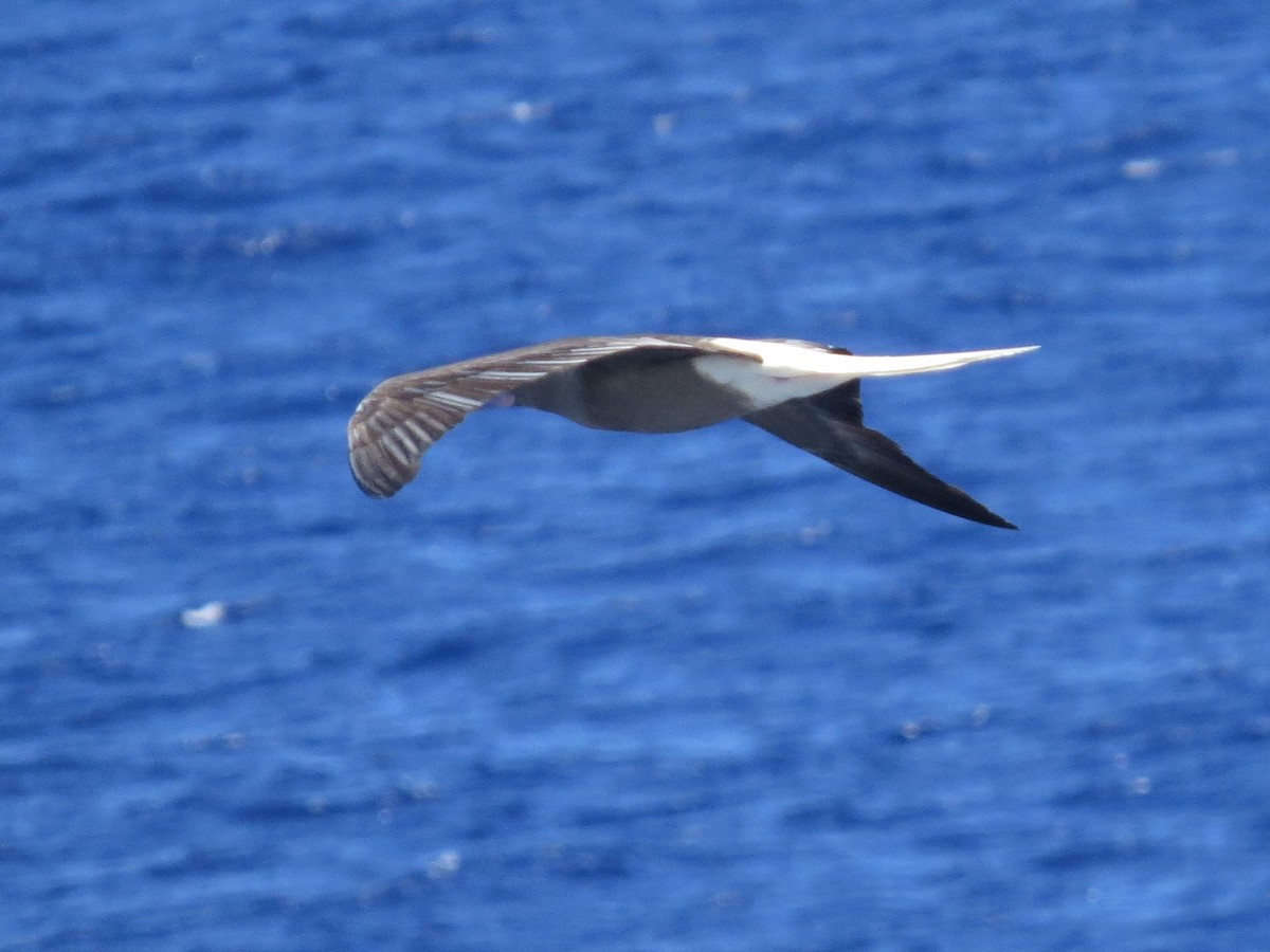 Red-footed Booby - ML146229841