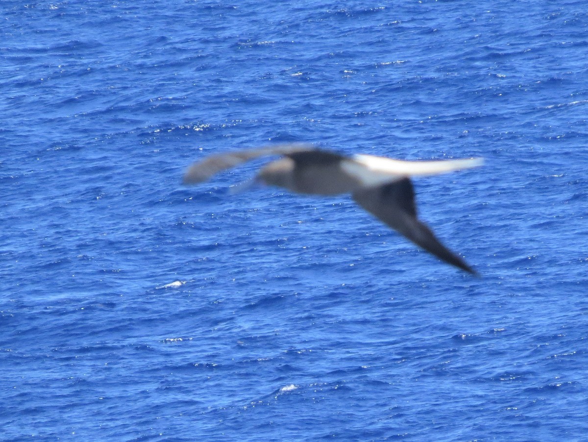 Red-footed Booby - ML146229851