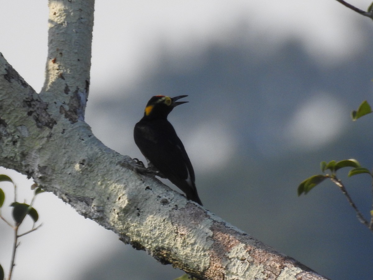 Yellow-tufted Woodpecker - Timothy Guida