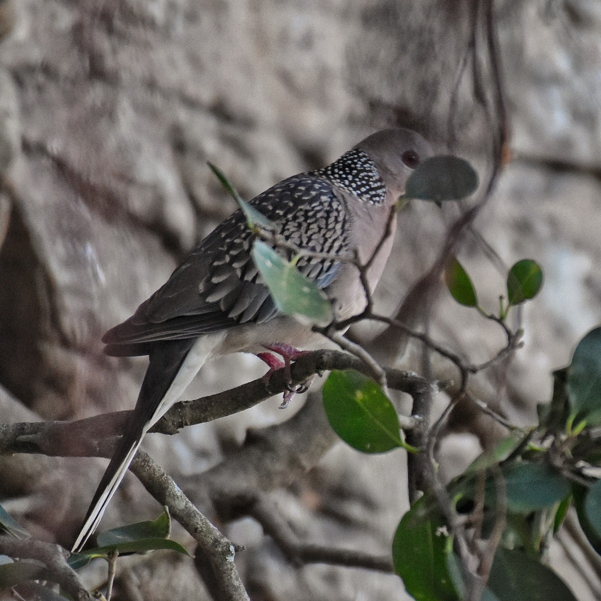 Spotted Dove - ML146230181