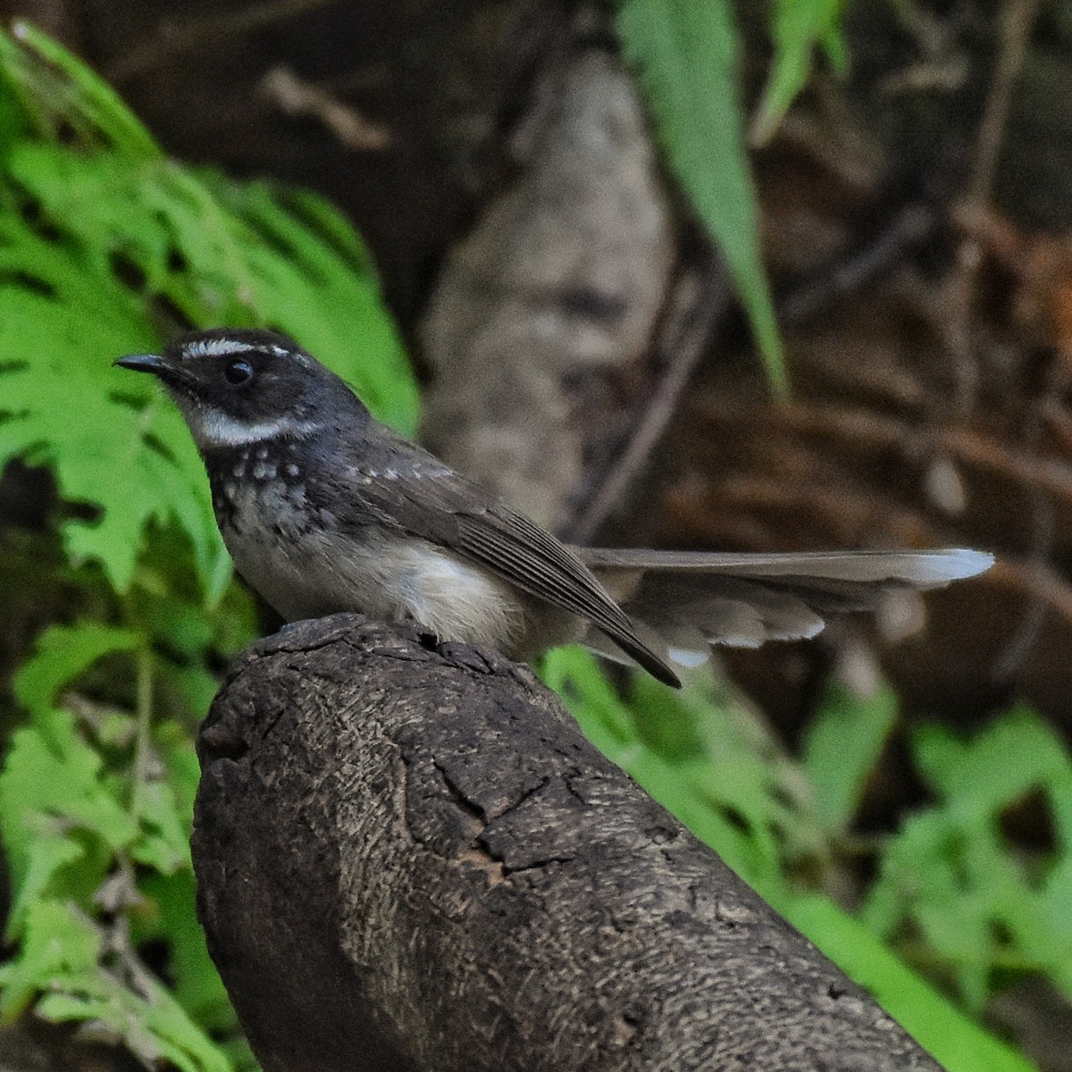 Spot-breasted Fantail - ML146230231