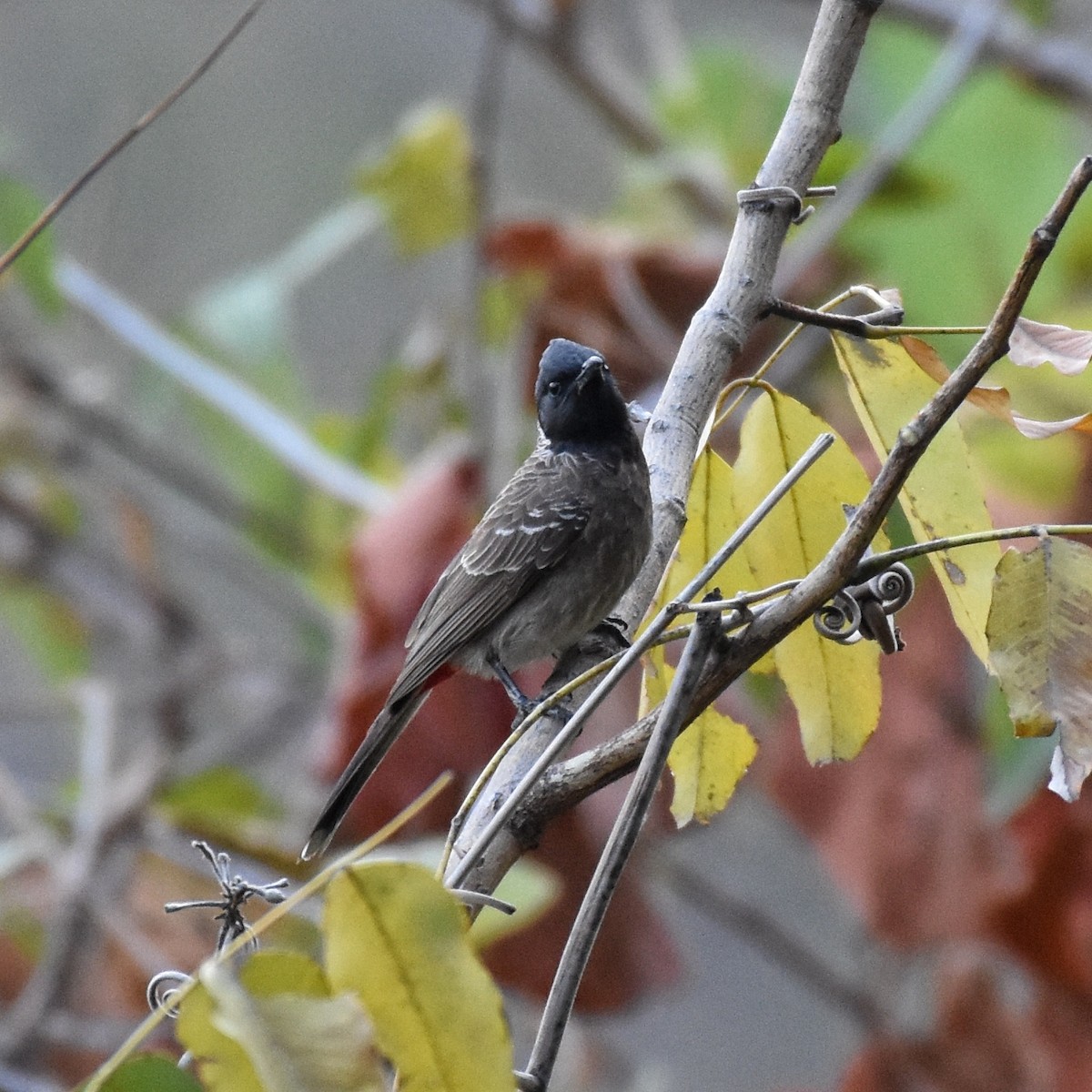 Red-vented Bulbul - ML146230271