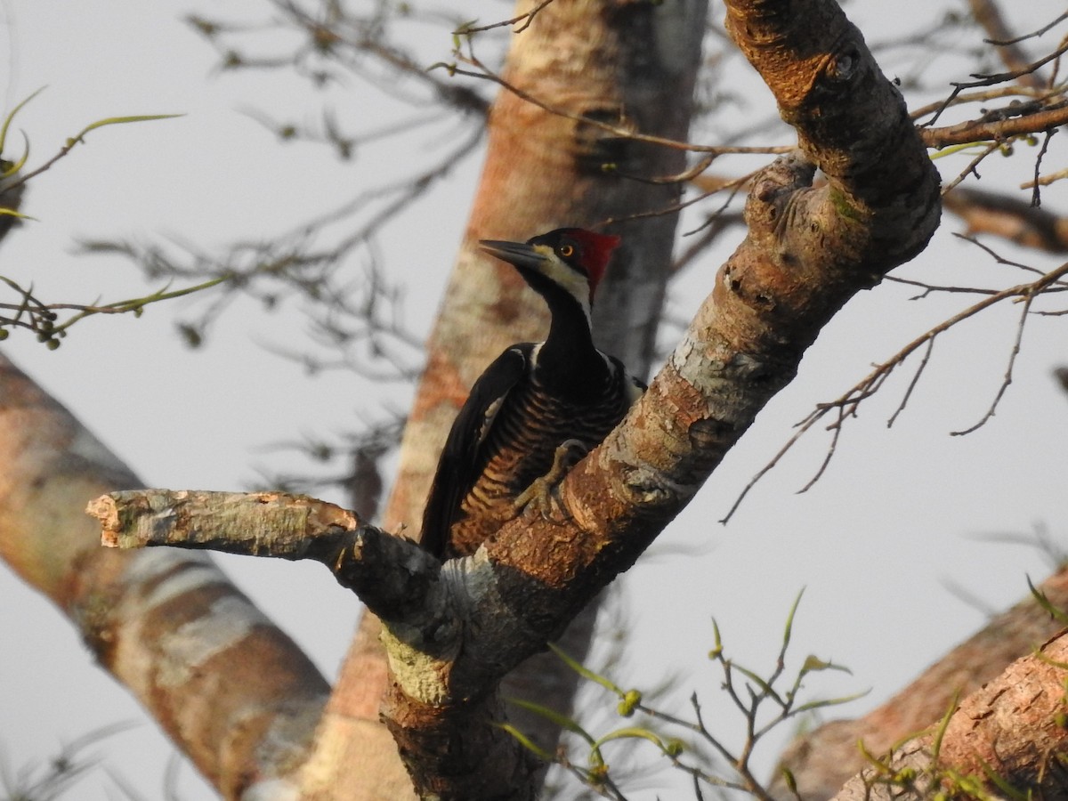Crimson-crested Woodpecker - Timothy Guida
