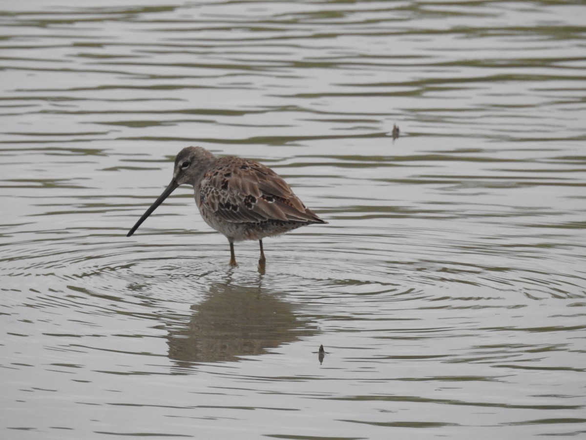 Long-billed Dowitcher - ML146231181
