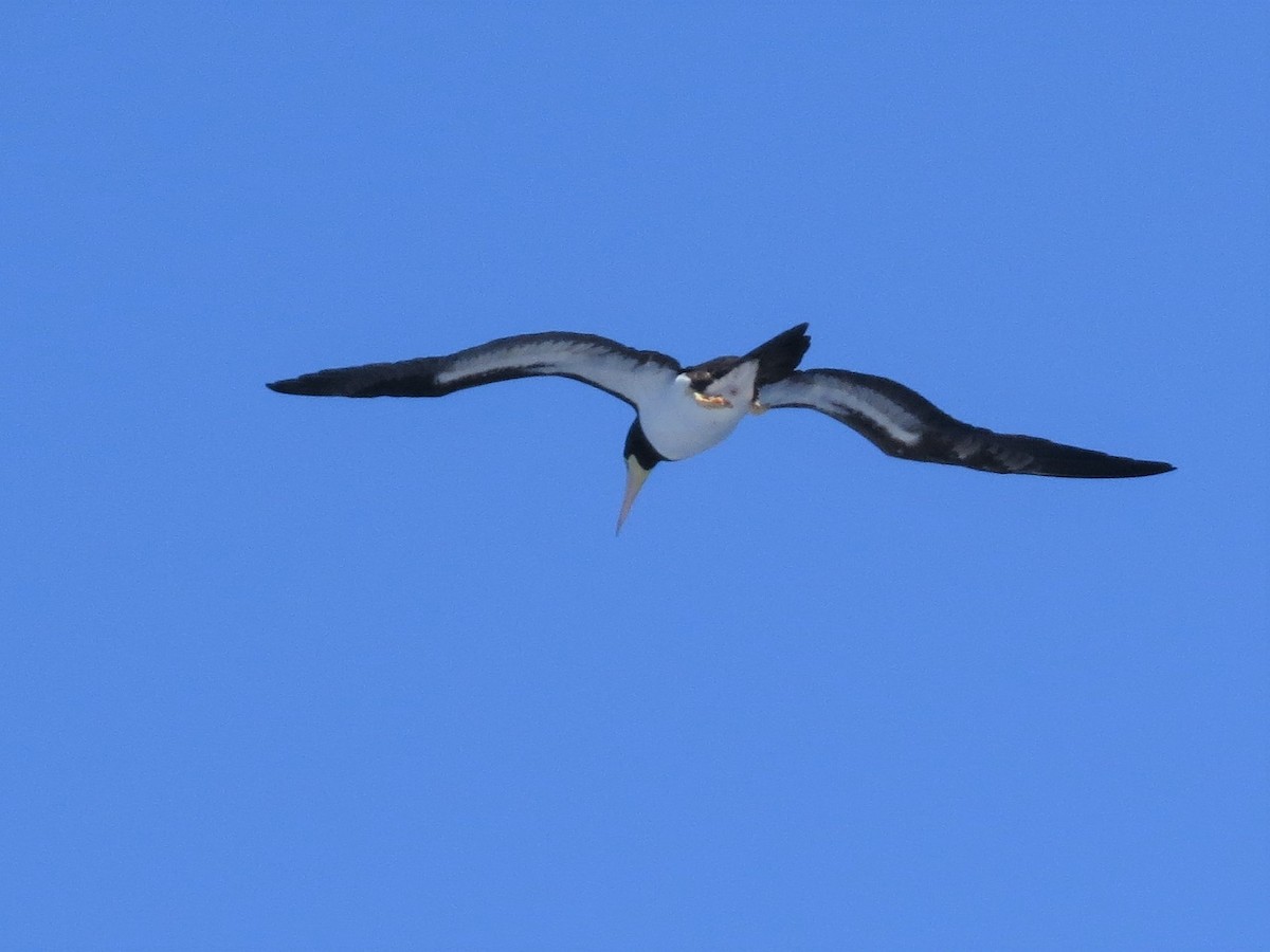Brown Booby - ML146231861