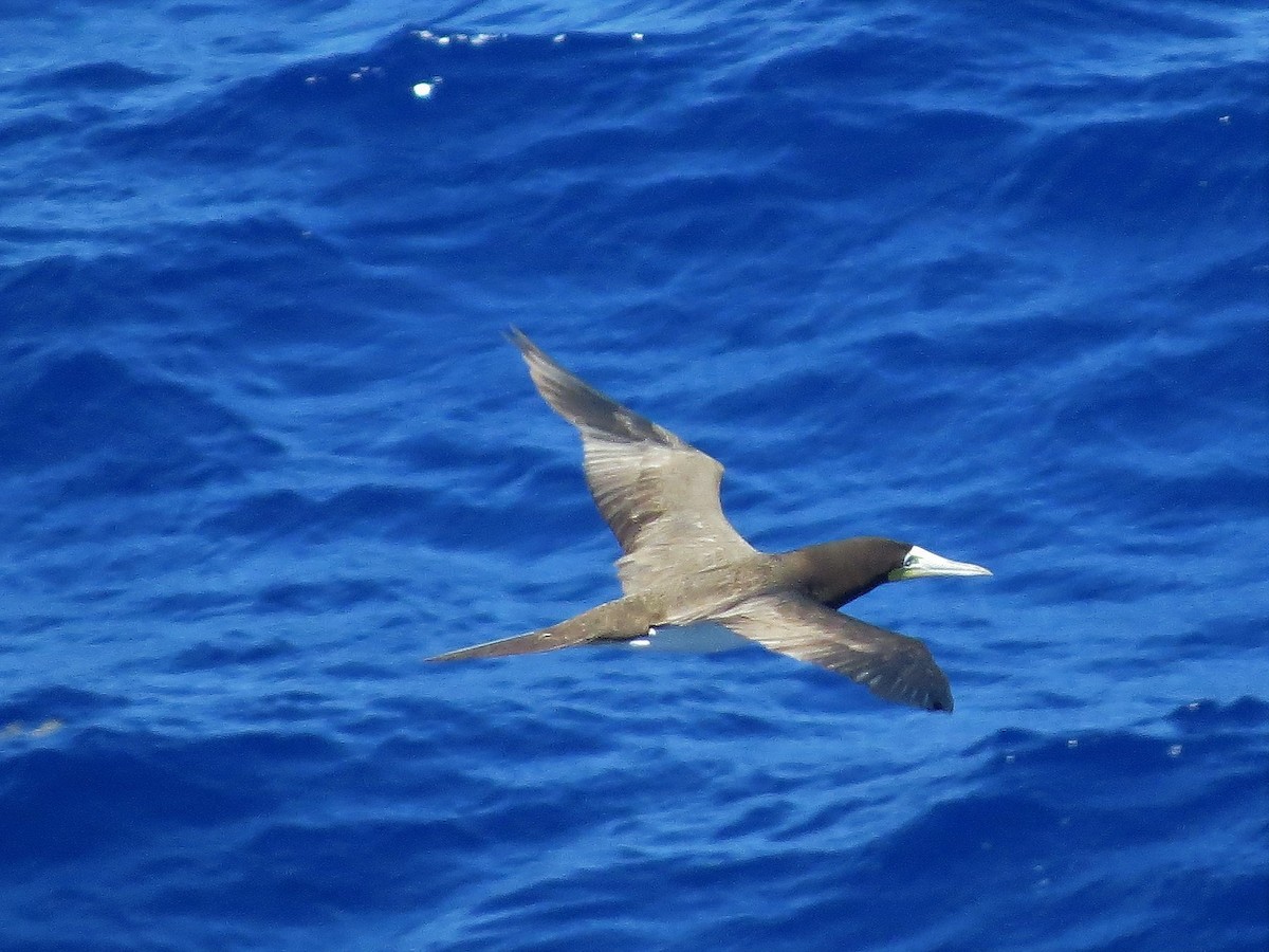 Brown Booby - ML146231881