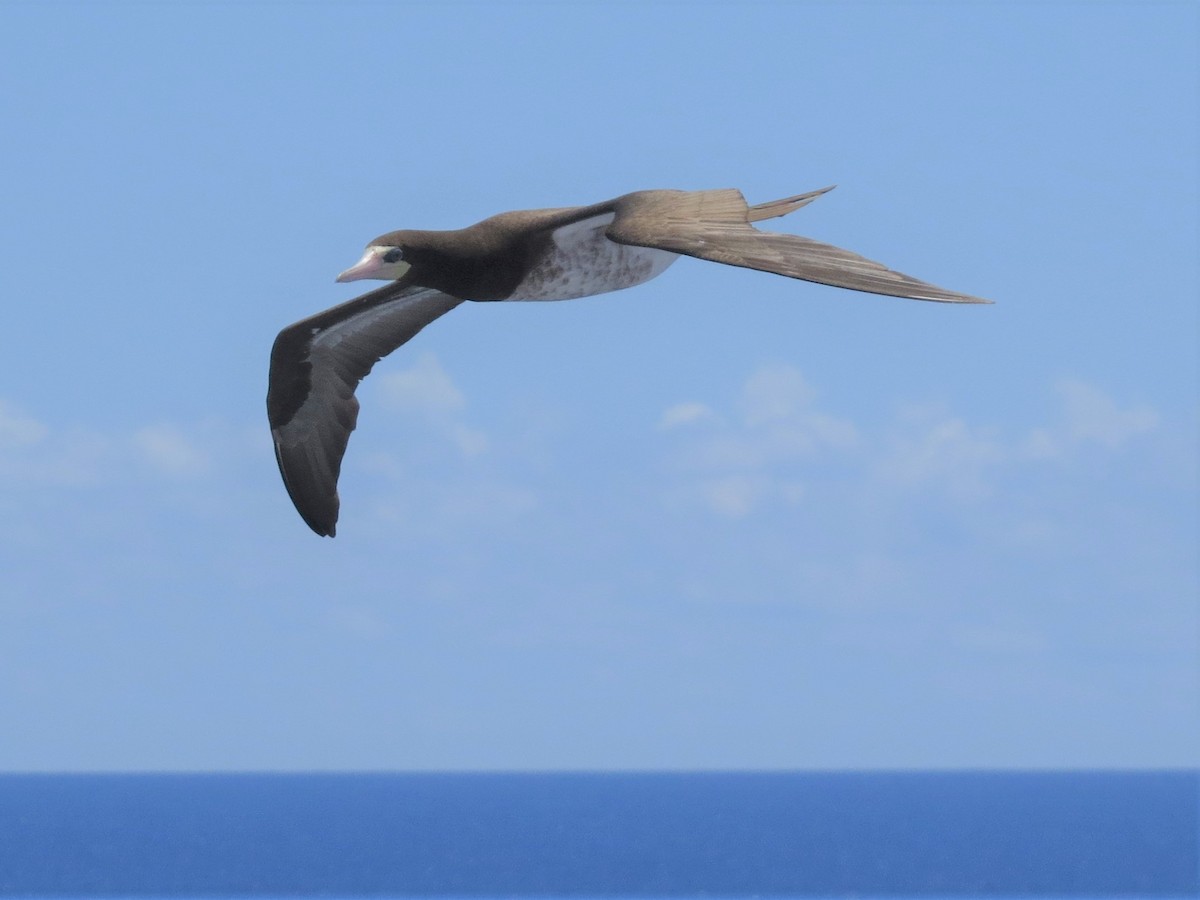 Brown Booby - ML146232081