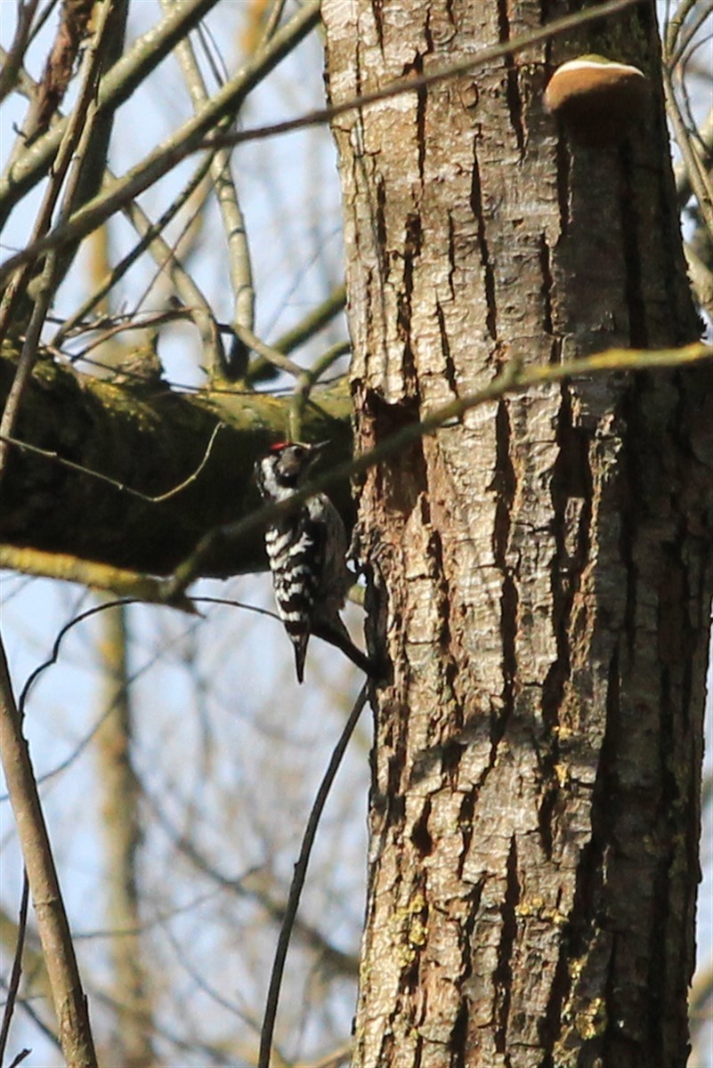 Lesser Spotted Woodpecker - Salih MALAKCIOGLU