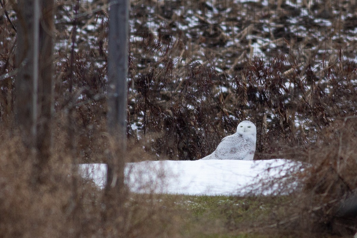 Snowy Owl - ML146234831