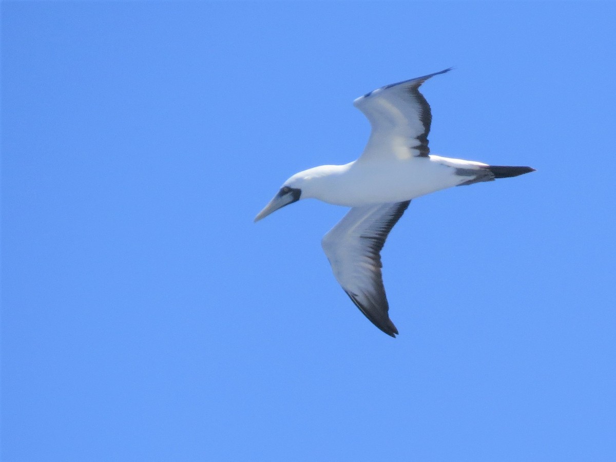 Masked Booby - ML146235101