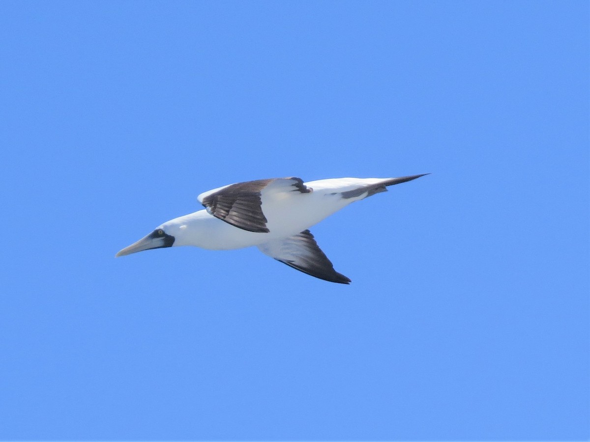 Masked Booby - ML146235111