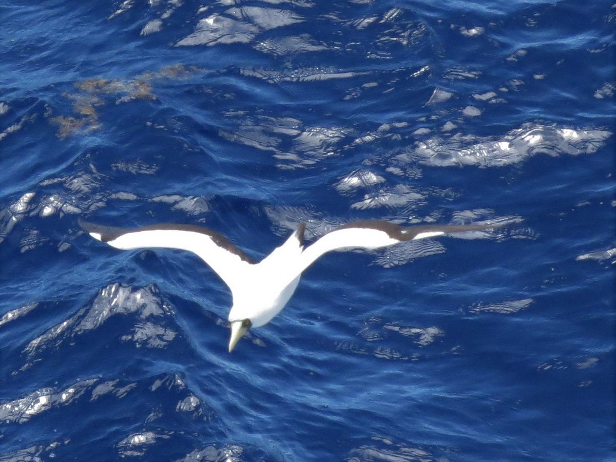 Masked Booby - ML146235121