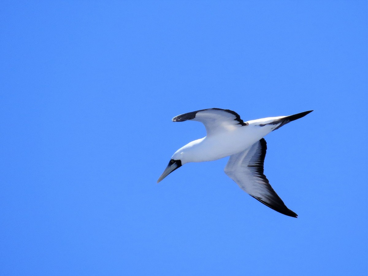 Masked Booby - ML146235141