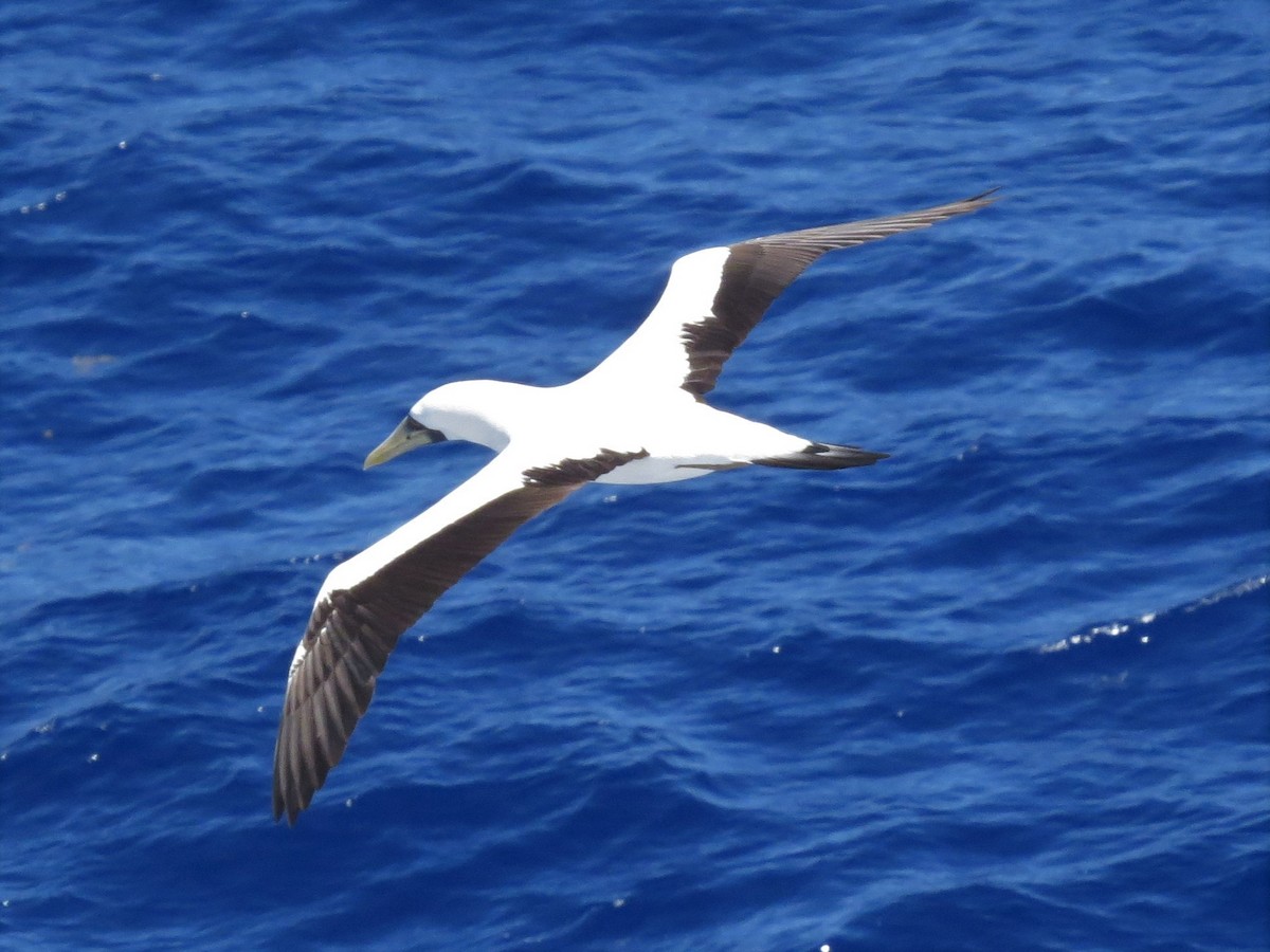 Masked Booby - ML146235161