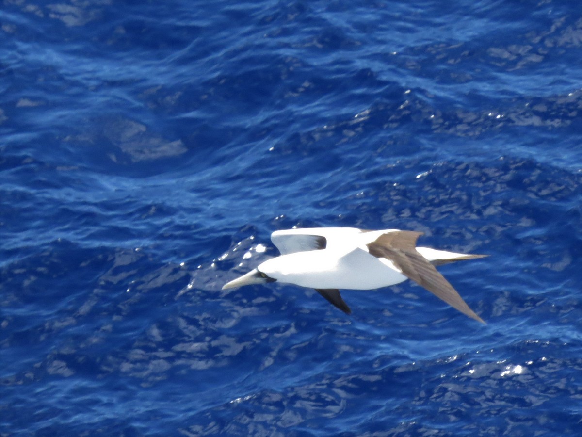 Masked Booby - ML146235171
