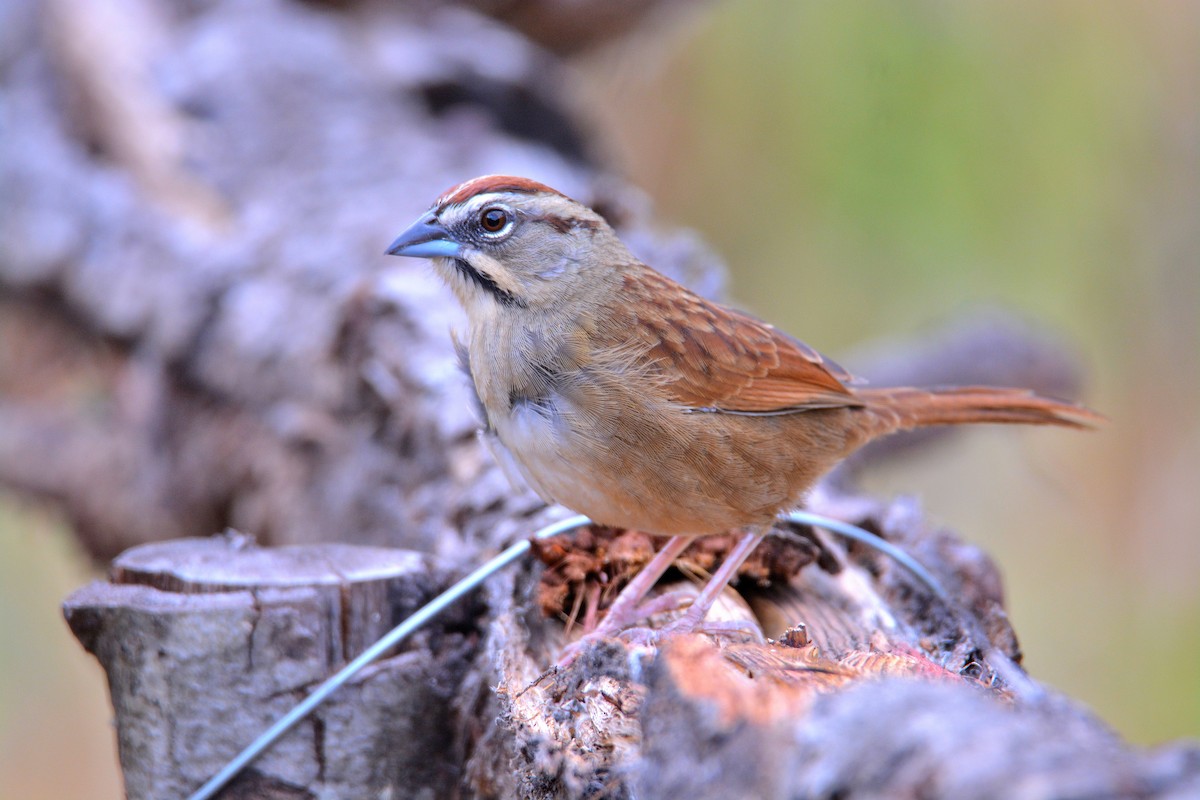 Rusty Sparrow - Carlos Quezada