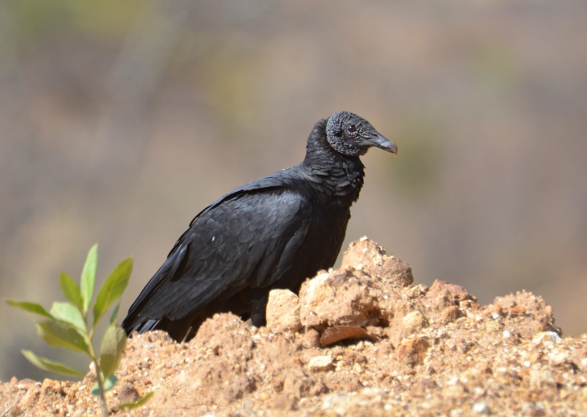 Black Vulture - Carlos Quezada