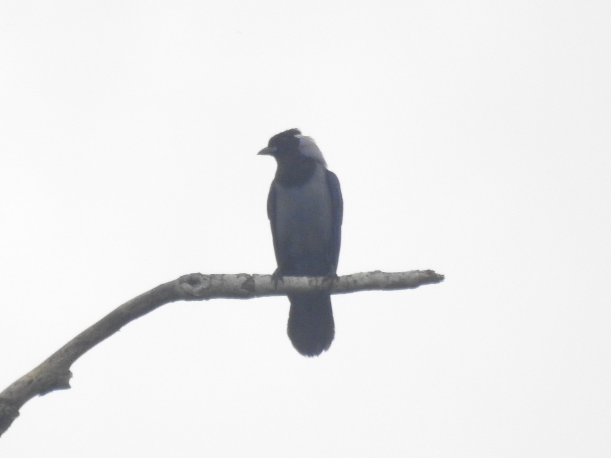 Violaceous Jay - Timothy Guida