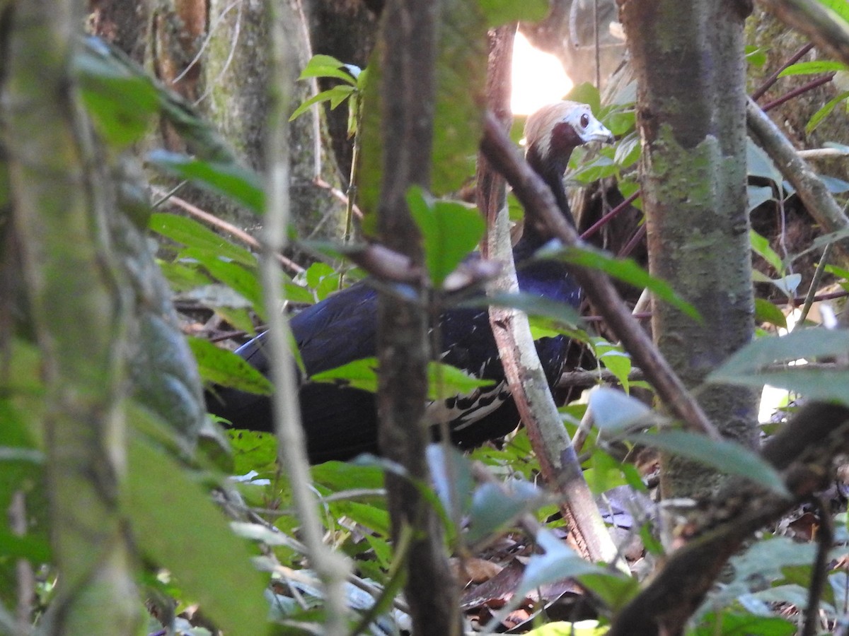 Blue-throated Piping-Guan - ML146237431